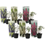 Plant in a Box - 6 Stk - Buddleja davidii - Höhe 25-40cm - Topf 9cm