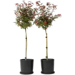 Plant in a Box Japanischer Ahornbaum - Acer palmatum Shaina 2er Set Höhe 80-90cm
