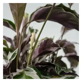 Plant in a Box - Calathea Fusion' - Höhe 30-40cm