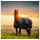 Horseware Ireland Amigo Regendecke 50g 140 cm Blau