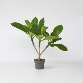 Plant in a Box - Plumeria rubra - Höhe 45-55cm - Topf 17cm