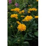 PlantaPro Coreopsis grandiflora 'Early Sunrise' P 0,5 Großblumiges Mädchenauge 'Early Sunrise',winterhart, deutsche Baumschulqualität, im Topf für optimales anwachsen