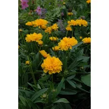 PlantaPro Coreopsis grandiflora 'Early Sunrise' P 0,5 Großblumiges Mädchenauge 'Early Sunrise',winterhart, deutsche Baumschulqualität, im Topf für optimales anwachsen