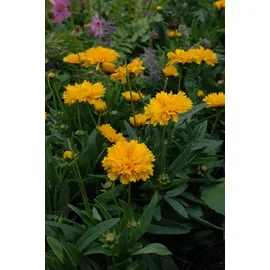 PlantaPro Coreopsis grandiflora 'Early Sunrise' P 0,5 Großblumiges Mädchenauge 'Early Sunrise',winterhart, deutsche Baumschulqualität, im Topf für optimales anwachsen