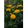 PlantaPro Coreopsis grandiflora 'Early Sunrise' P 0,5 Großblumiges Mädchenauge 'Early Sunrise',winterhart, deutsche Baumschulqualität, im Topf für optimales anwachsen