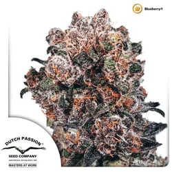 Blueberry