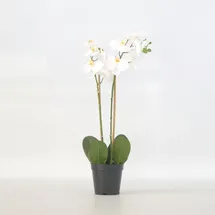 Plant in a Box - Künstliche Phalaenopsis-Orchidee – Höhe 55cm