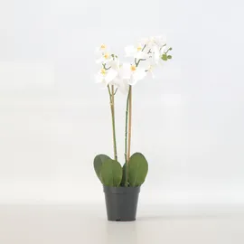 Plant in a Box - Künstliche Phalaenopsis-Orchidee – Höhe 55cm