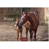Casares Edition Pferde Kalender 2026 – Wandkalender | Fotokalender Tierkalender 35x50cm mit 12 wunderschönen Fotos dieser edlen Tiere