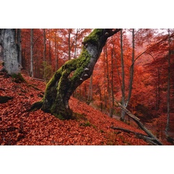 PAPERMOON Fototapete „Baum in Wald“ Tapeten Gr. B/L: 4,50 m x 2,80 m, Bahnen: 9 St., bunt Fototapeten