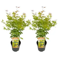 Plant in a Box - Japanischer Ahorn - 2