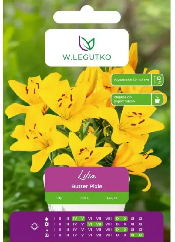 Lilie Butter Pixie gelb 1 Stück