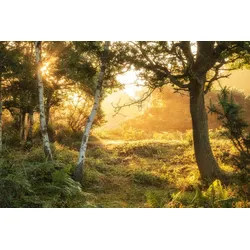 Fototapete PAPERMOON "Wald", bunt, B:5,00m L:2,80m, Vlies, Tapeten