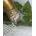 Nagellack 8 ml 62 HEART OF GOLD