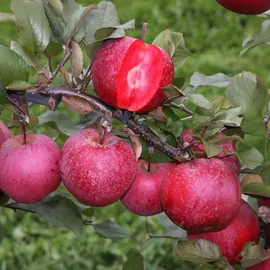 Plant in a Box - - 3 Stk - Apfel, Birne - Höhe 60-70cm