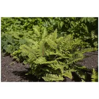 Pflanzen Für Dich Polystichum setiferum, Filigranfarn, ca. 9x9 cm