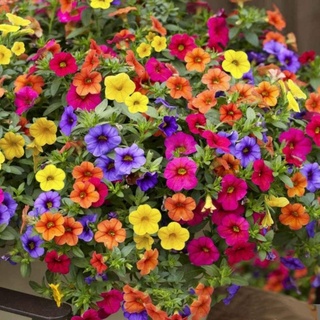 Haloppe 100 Stück Petunien-Blumen-Pflanzen-Samen zum Pflanzen von Hausgärten, hängende gemischte Petunien-Samen-Blumenpflanze für Hausgarten-Balkon-Bonsai-Dekor Petunien-Samen