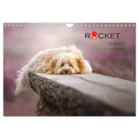 Calvendo Rocket der Havaneser (Wandkalender 2026 DIN A4 quer),