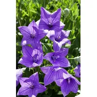Pflanzen Für Dich Platycodon grandiflorus 'Fuji Blue' Ballonblume, ca.