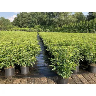 5st. Portugiesischer Kirschlorbeer 50-60cm XXL Buschig im Topf Kirschlorbeer Prunus lusitanica 'Angustifolia' Lorbeer Gartenhecke Sichtschutz