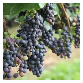 Plant in a Box - Traubenpflanze - 3 Stk - Vitis vinifera 'Cabernet franc' - Höhe 25-40cm