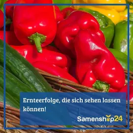 Kiepenkerl Paprikasamen, Blockpaprika Yellow California Wonder