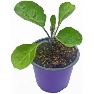 Balkon - Aubergine Pflanze "Molongio" 2er-Set
