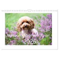 Calvendo Maltipoo - Malteser -Pudel (Wandkalender 2026 DIN A4