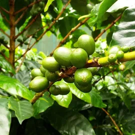 Samenchilishop arabica Nana 20 Samen