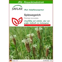 SAFLAX - Spitzwegerich - 100 Samen - Mit keimfreiem