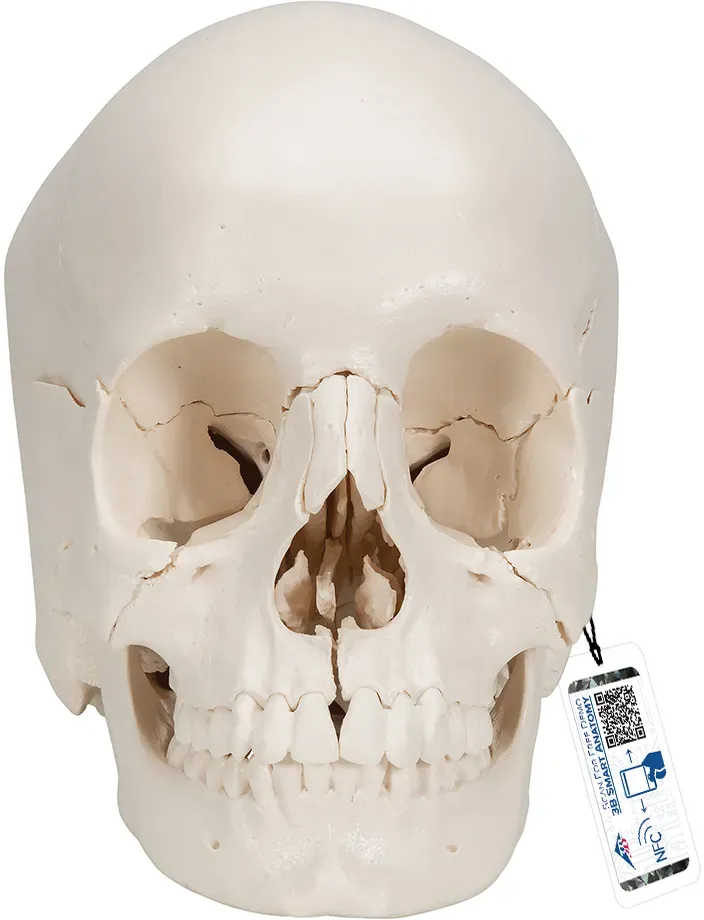 3B Scientific Steckschädel Modell, in 22 Knochen zerlegbar - 3B Smart Anatomy