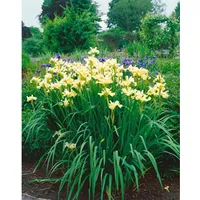 Pflanzen Für Dich Iris sibirica 'Butter and Sugar', ca.