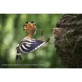 Sony SEL 70-200mm f/4,0 OSS II