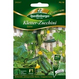 Quedlinburger Kletter-Zucchini Quine Loses Saatgut