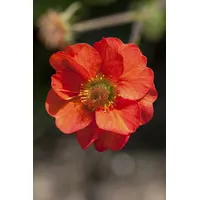 Pflanzen Für Dich Geum chiloense 'Feuerball', Nelkenwurz, leuchtend rot,