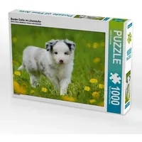 Calvendo Border Collie im Löwenzahn (Puzzle)