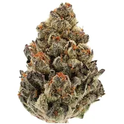 Growers Choice Bruce Banner Auto Fem 3 St.