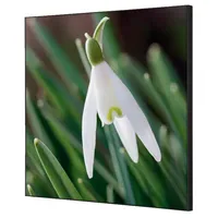Showdown Displays Showdown Textile Wanddekoration Set 40x40 Blume Schneeglöckchen