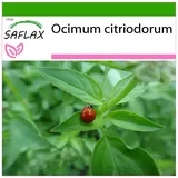 Saflax - Limonen Basilikum - Ocimum citriodorum