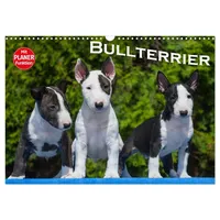 Calvendo Bullterrier (Wandkalender 2026 DIN A3 quer), CALVENDO Monatskalender: