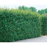 Pflanzen Für Dich Acer campestre Feldahorn 100–125 cm Robust Und Pflegeleicht