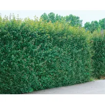Pflanzen Für Dich Acer campestre Feldahorn 100–125 cm Robust Und Pflegeleicht