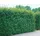 Pflanzen Für Dich Acer campestre Feldahorn 100–125 cm Robust Und Pflegeleicht