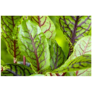 pflanzen-für-dich.de Rumex acetosa p 0,5