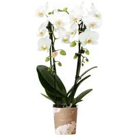Kolibri Orchids weiße Phalaenopsis-Orchidee - Niagara Fall Topfgröße Ø9cm