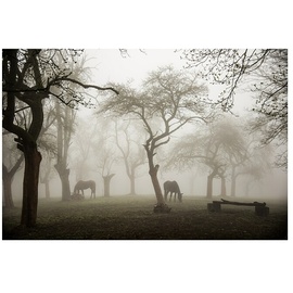 Papermoon Premium collection Fototapete Pferde im nebligen Obstgarten (B x H: 250 x 186 cm, Vlies)