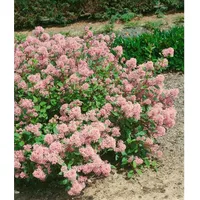 Pflanzen Für Dich Ceanothus pallidus 'Marie Rose', Säckelblume, rosa,