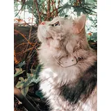 Girafus Katze Hund pro-Track-Tor Tracker Peilsender Ortung und Sucher//Mini RF-Tracker (8g mit Batterie) ideal für Katzen Haustiere Hunde//Ortung in Räumen möglich - 4 Sender (für 4 Haustiere)