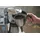 Sage The Precision Brewer Thermal gebürstetes edelstahlgrau