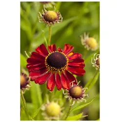 Helenium x cult. 'Rubinzwerg', Sonnenbraut, rubinrot, ca. 9x9 cm Topf